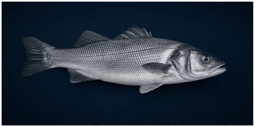 Sea bass